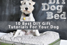 10 Best DIY Gift Tutorials For Your Dog