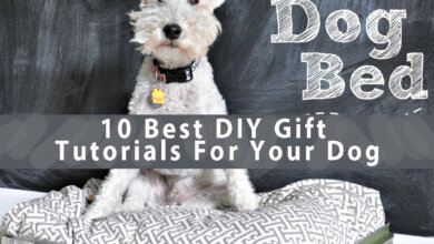 10 Best DIY Gift Tutorials For Your Dog