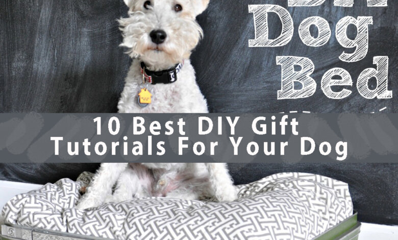10 Best DIY Gift Tutorials For Your Dog